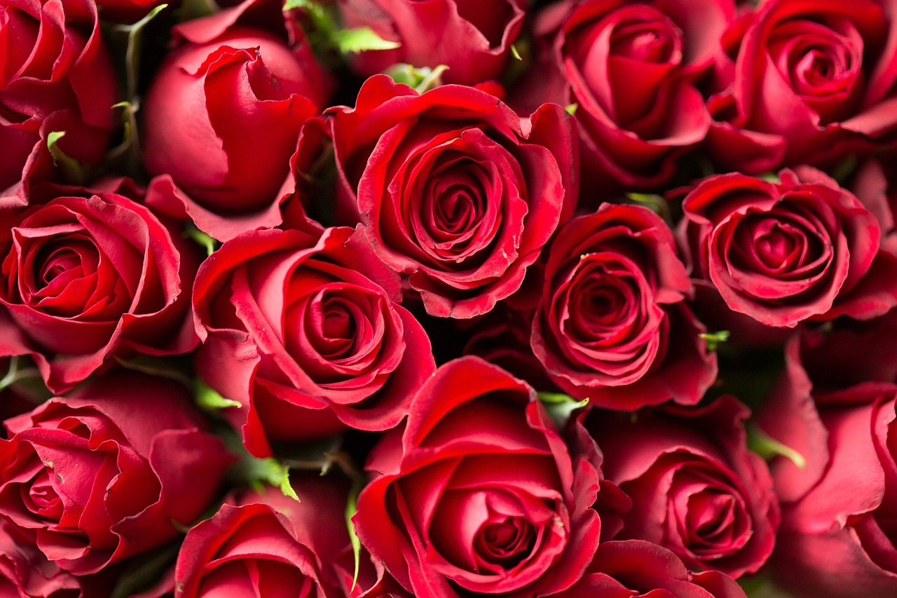 Zitate über Rosen Schönheit, Liebe und Vergänglichkeit Rhein Lahn Info