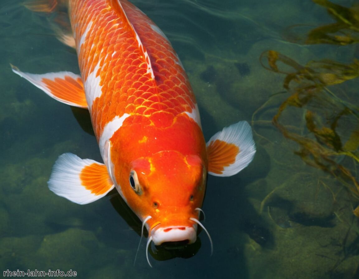 Spirituelle Reise und persönliche Entwicklung - Koi Tattoo Bedeutung » Der Koi und seine symbolische Tiefe