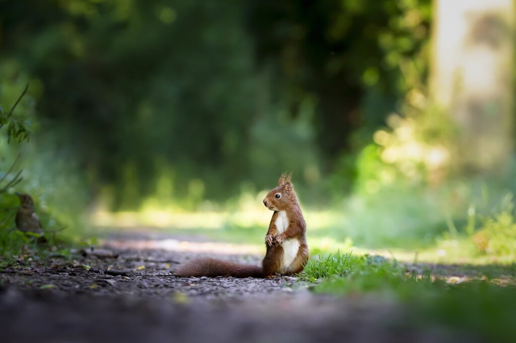 squirrel, rodent, animal, mammal, wildlife, wild, nature, outdoors, squirrel, squirrel, squirrel, squirrel, squirrel