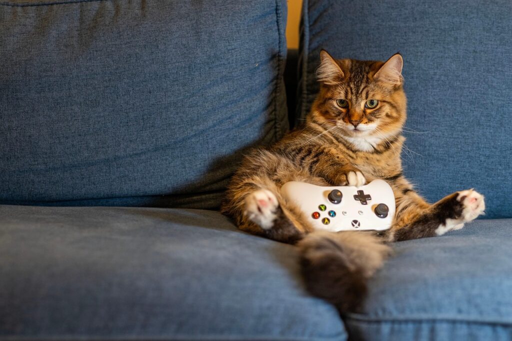 cat, kitten, animal, nature, pet, indoors, gaming, controller, couch