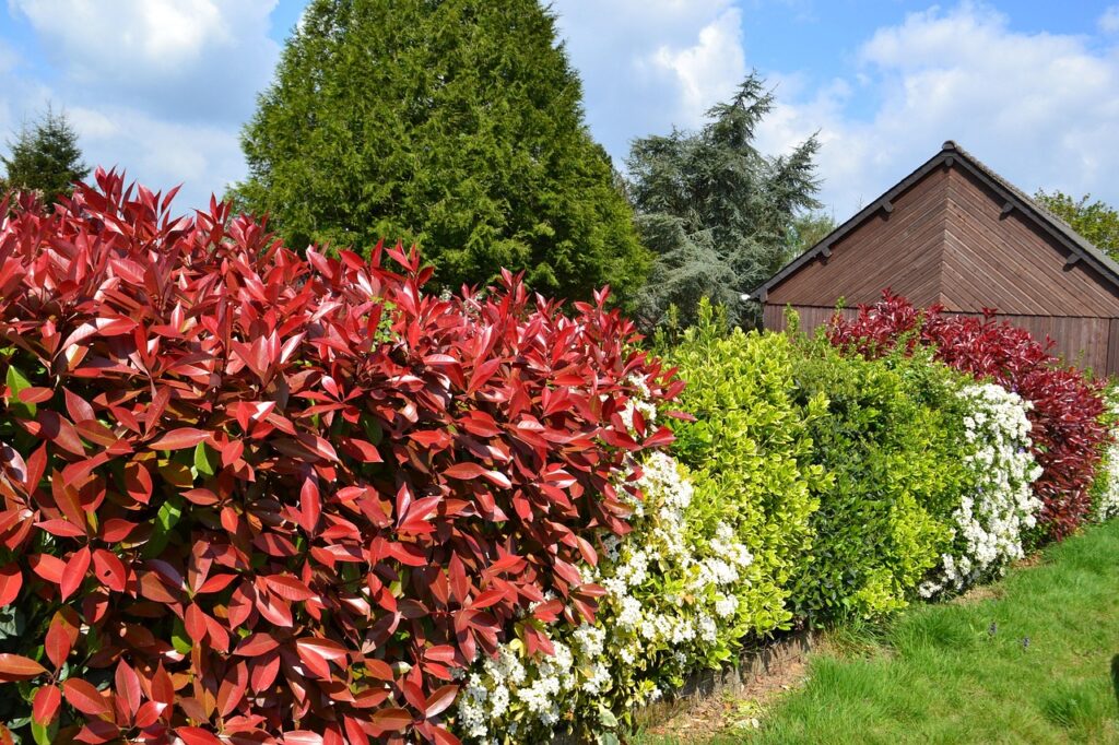 hedge, flowering hedge, bushes, red leaves, fothinia, photinia, garden, nature, timber house
