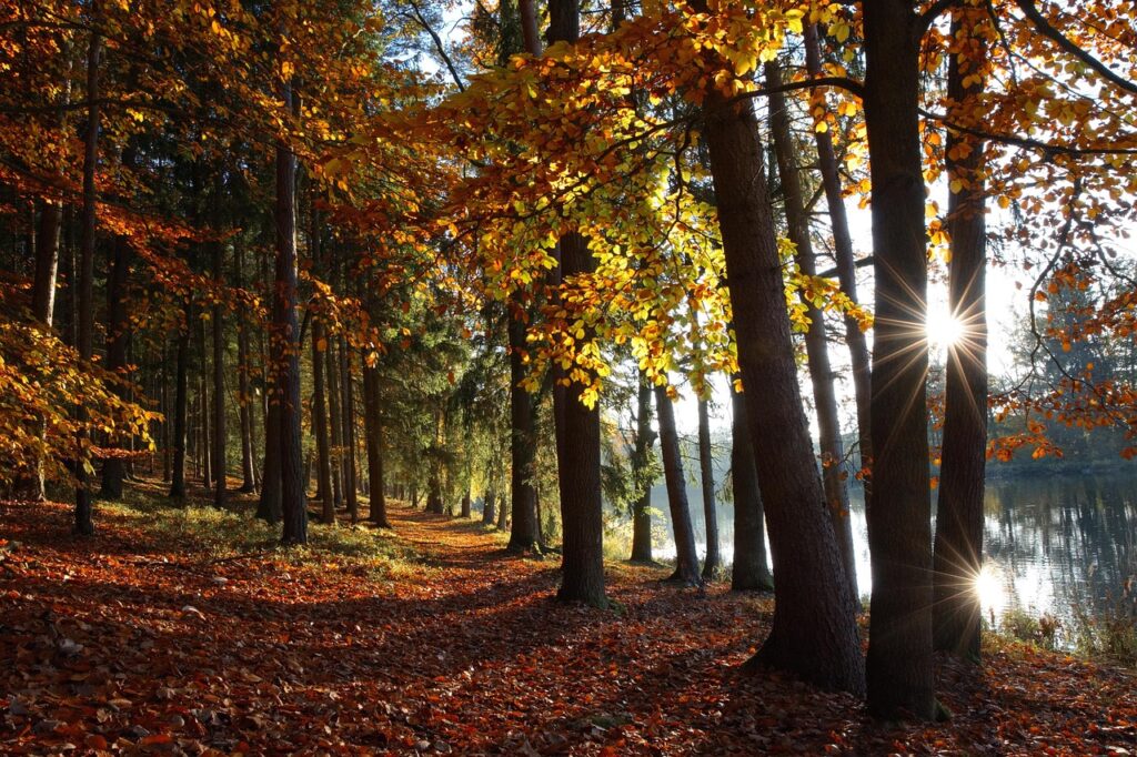 autumn, forest, lake, fall, nature, leaves, trees, country, park