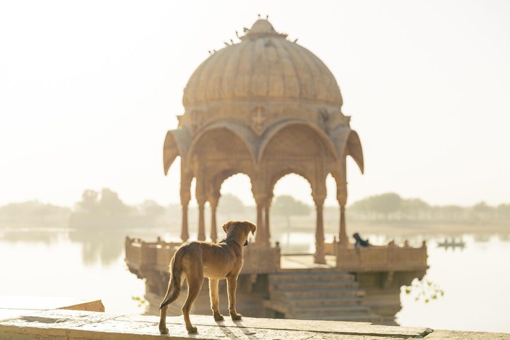 dog, pet, travel, india, trip, heritage, tourism, animal, stray
