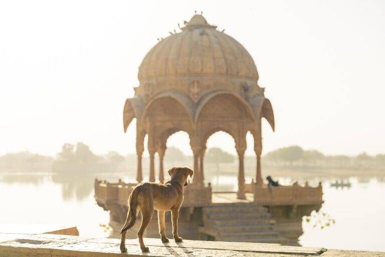 dog, pet, travel, india, trip, heritage, tourism, animal, stray