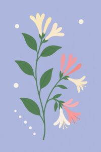 Geburtsblume Juni: Geißblatt