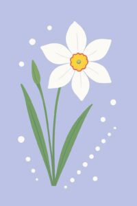 Geburtsblume Dezember: Weiße Narzisse