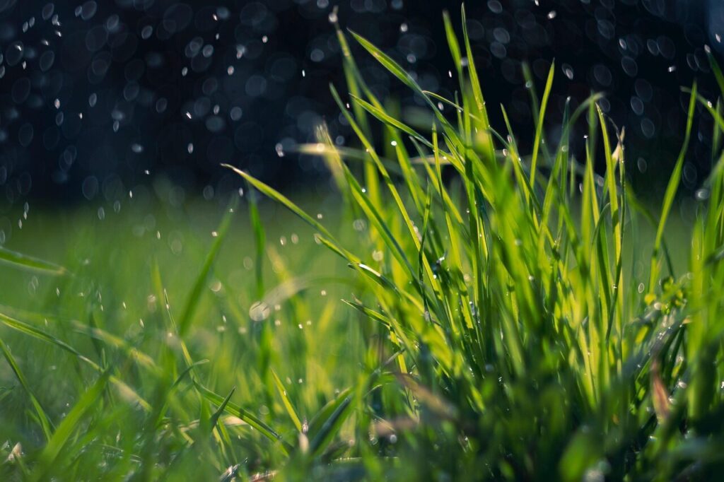 spring, grass, rain, green, dew, water drops, nature, field, meadow, lawn, plant, rain, rain, rain, rain, rain, lawn